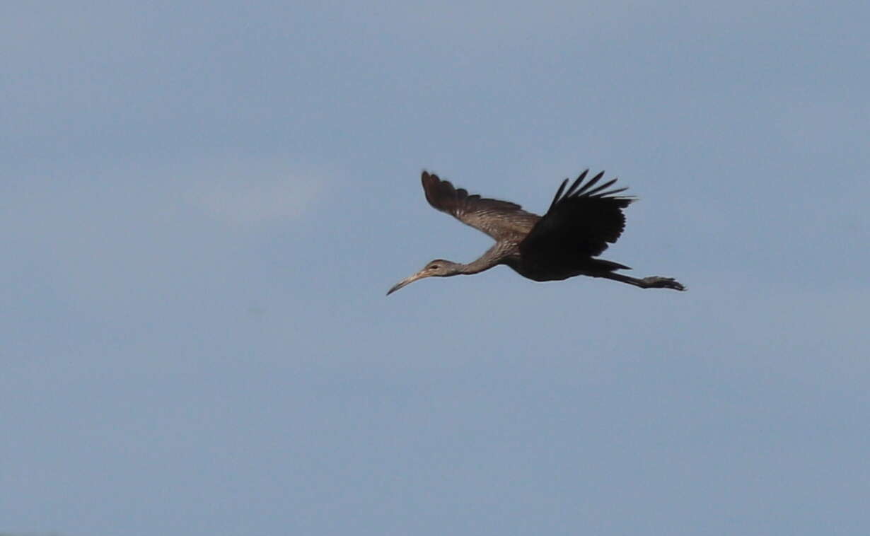 Image of limpkins