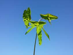 Image of sweet spurge