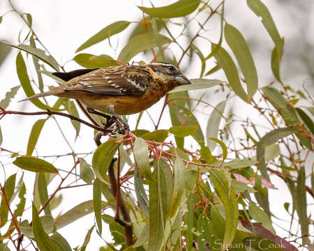 Image of Black-headed Grosbeak