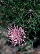 Imagem de Isopogon divergens R. Br.