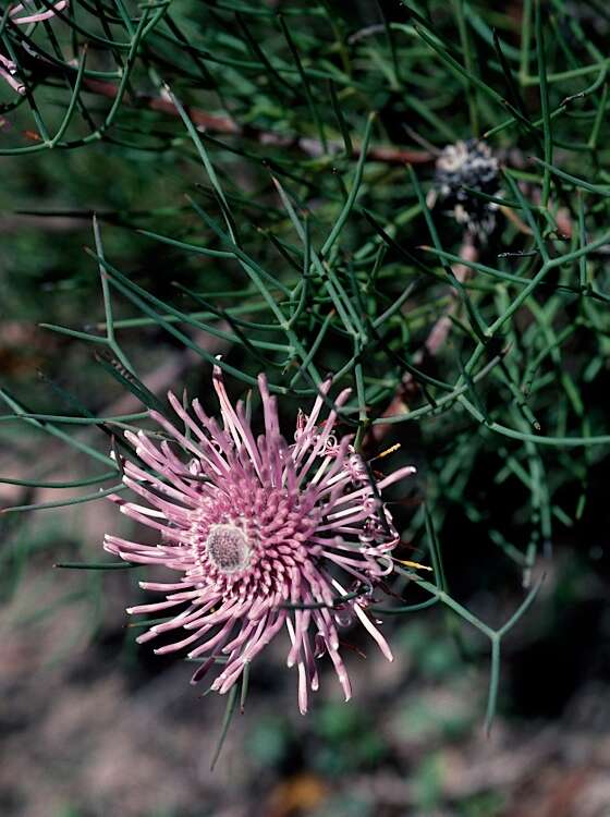 Imagem de Isopogon divergens R. Br.