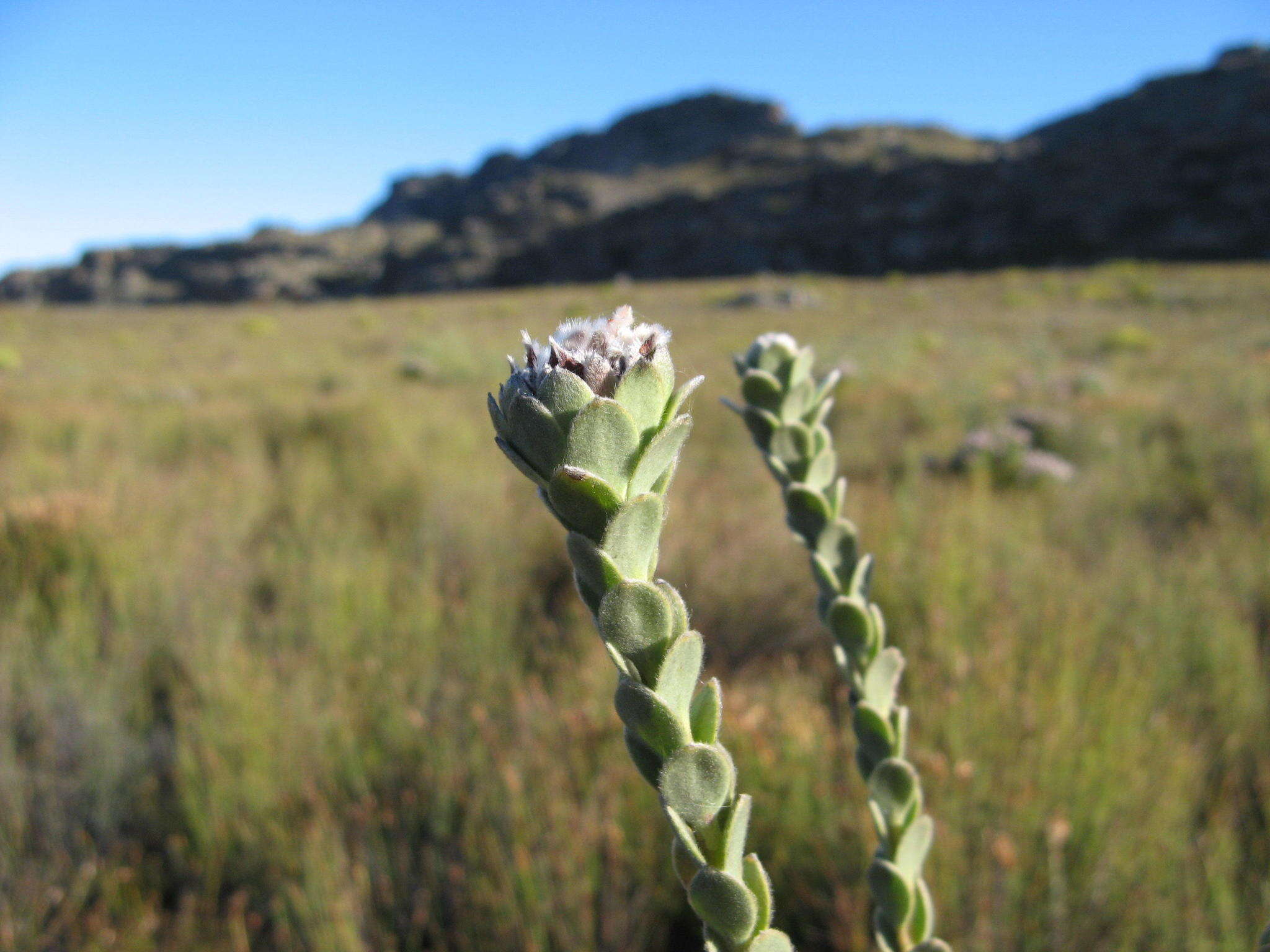 Image of Leucadendron concavum I. Williams