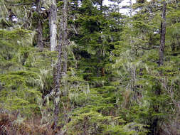 Image of western hemlock