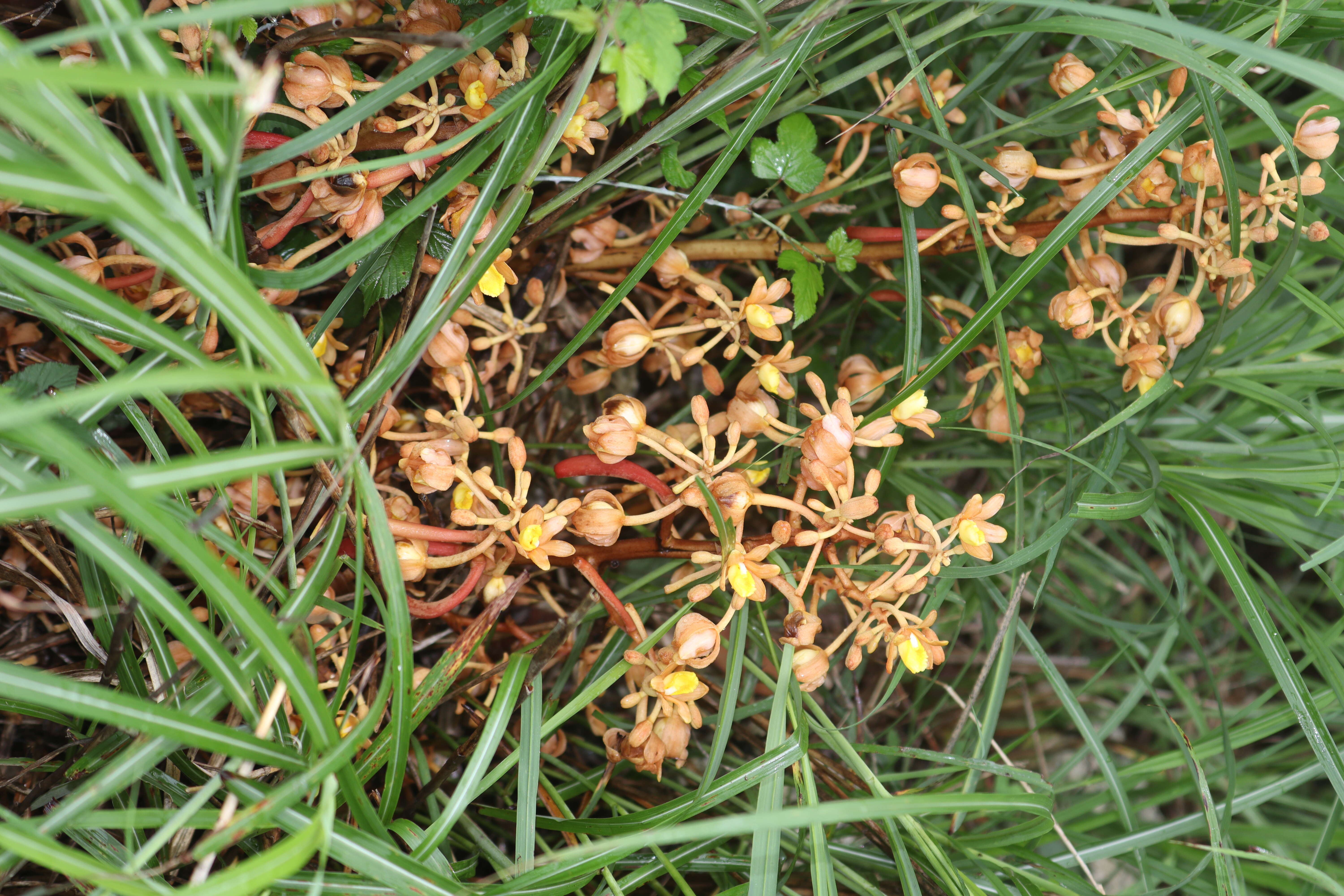 Image of Cyrtosia septentrionalis (Rchb. fil.) Garay