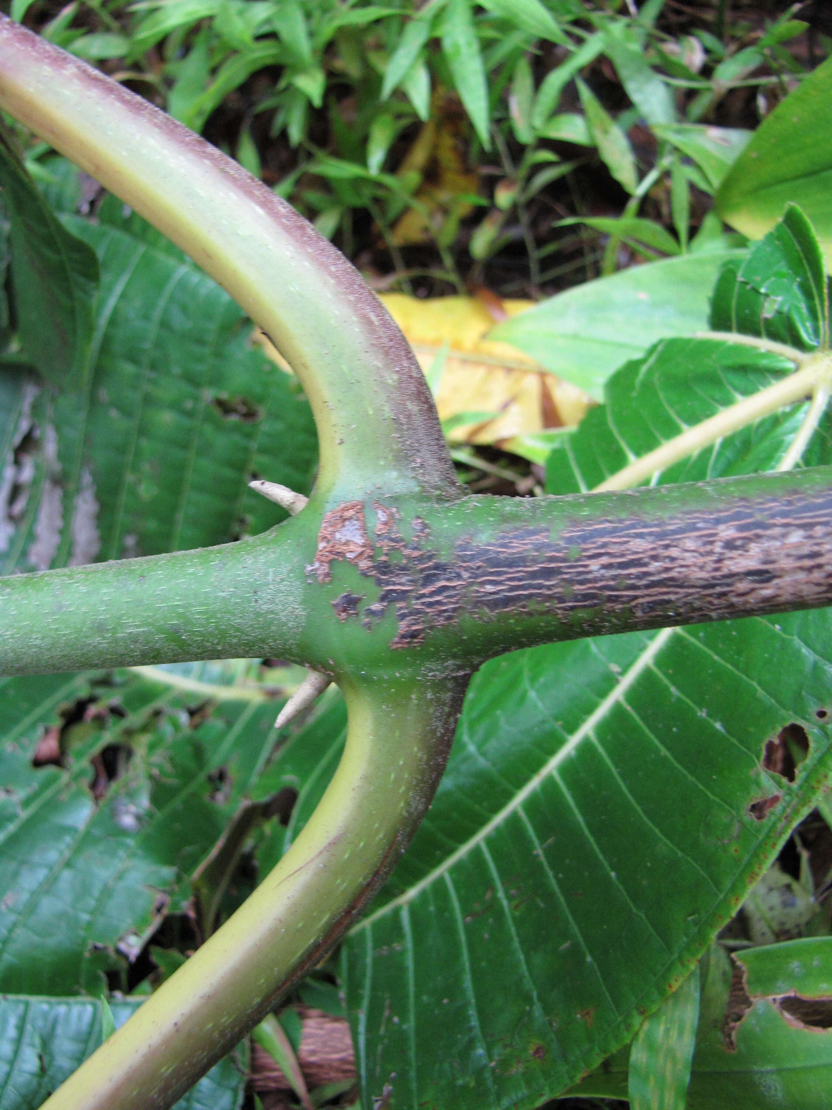 Image of velvet tree