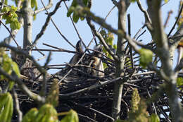 Image of Long-eared Owl