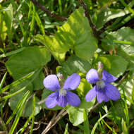 Image of common blue violet