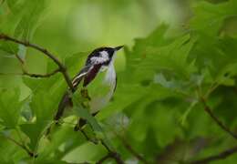 Image of Chestnut-sided Warbler