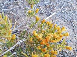 Image of Pteronia pallens L. fil.