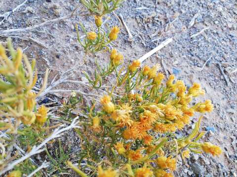 Image de Pteronia pallens L. fil.