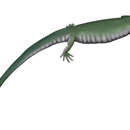 Image of Scincosauridae