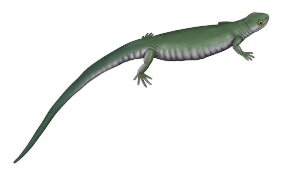 Sivun Scincosauridae kuva