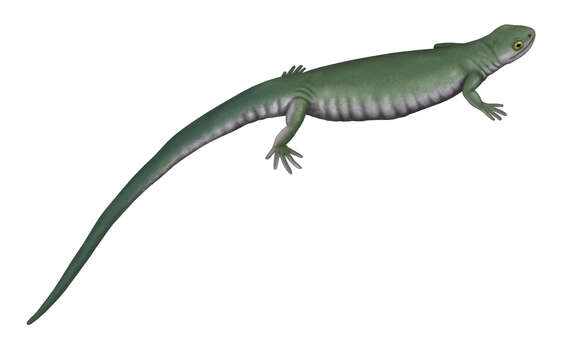 Image of Scincosauridae