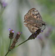 Image of Horace's Duskywing