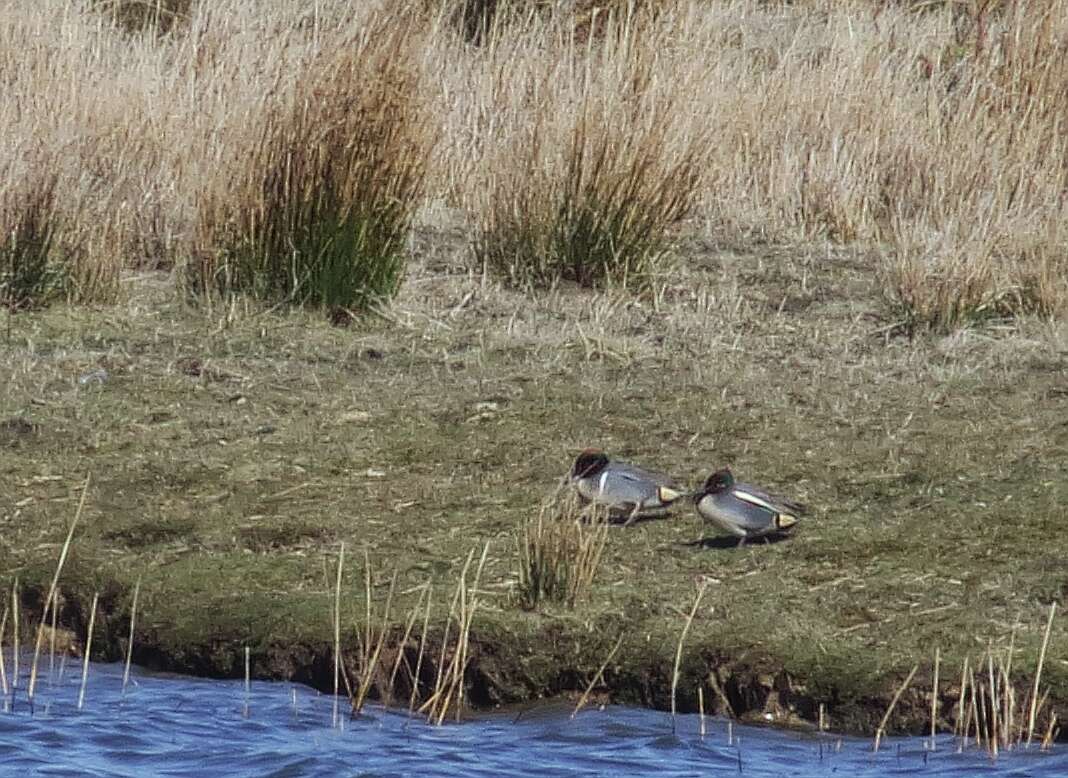 Image of Green-winged Teal
