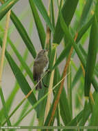 Image of Mountain Chiffchaff