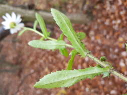 صورة Leucanthemum ircutianum (Turcz.) DC.