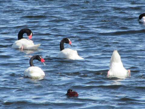 Imagem de Cisne-de-pescoço-preto