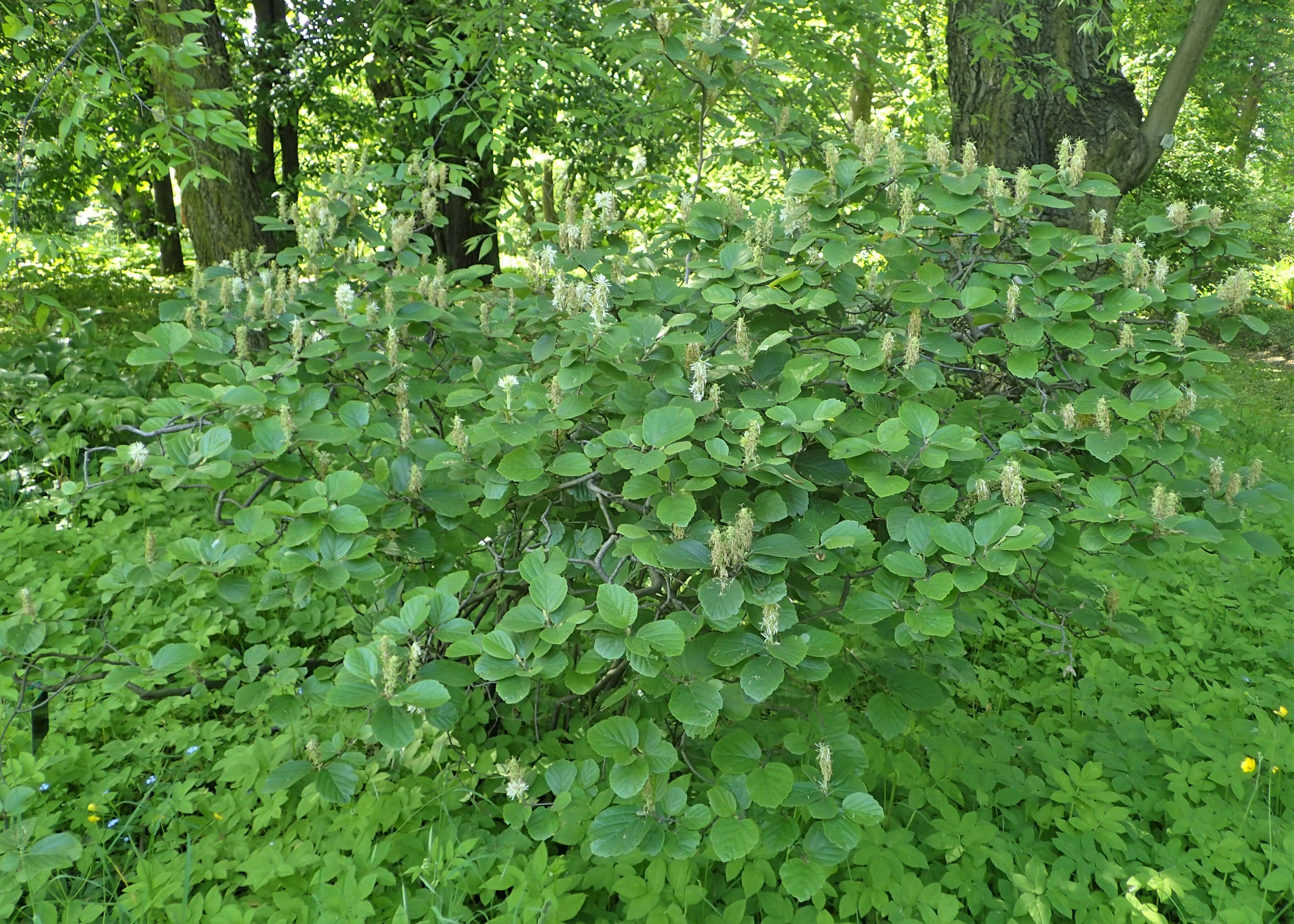 Imagem de Fothergilla major (Sims) Lodd.