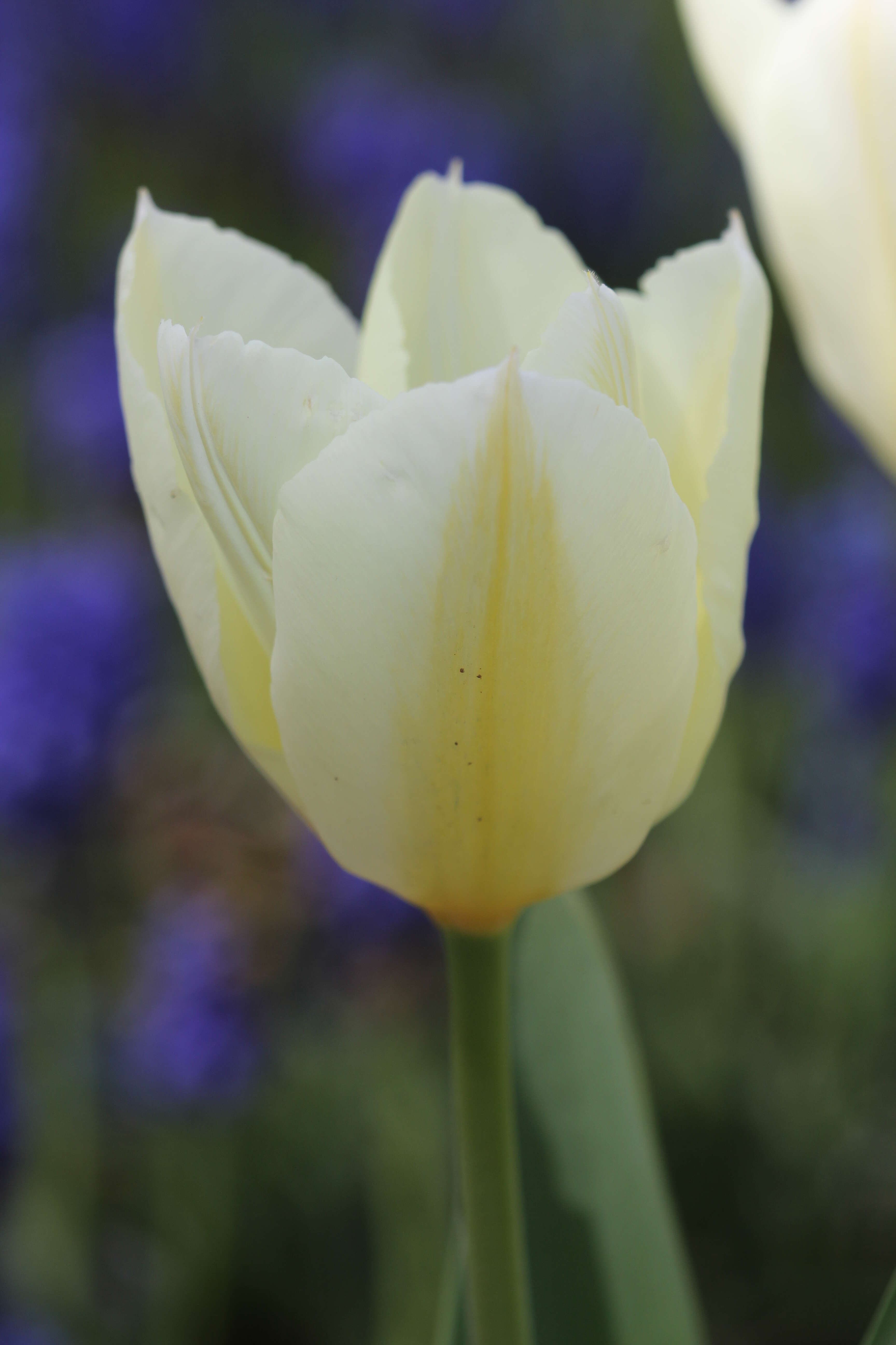 Image de Tulipa fosteriana W. Irving