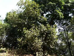 Image of Flacourtia montana J. Grah.
