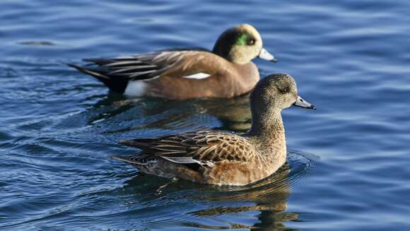 Image of American Wigeon