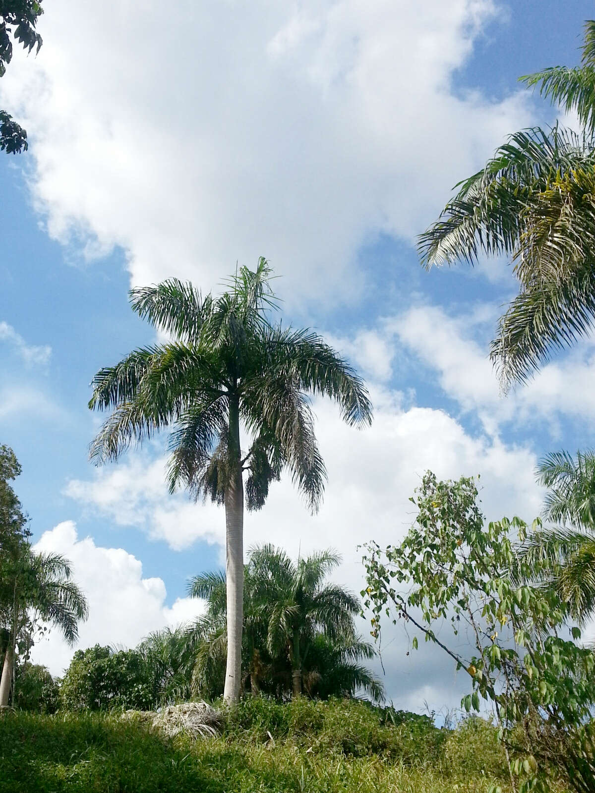 Image of Puerto Rico royal palm