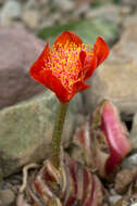 Imagem de Haemanthus coccineus L.