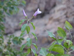 Image of Palay rubbervine