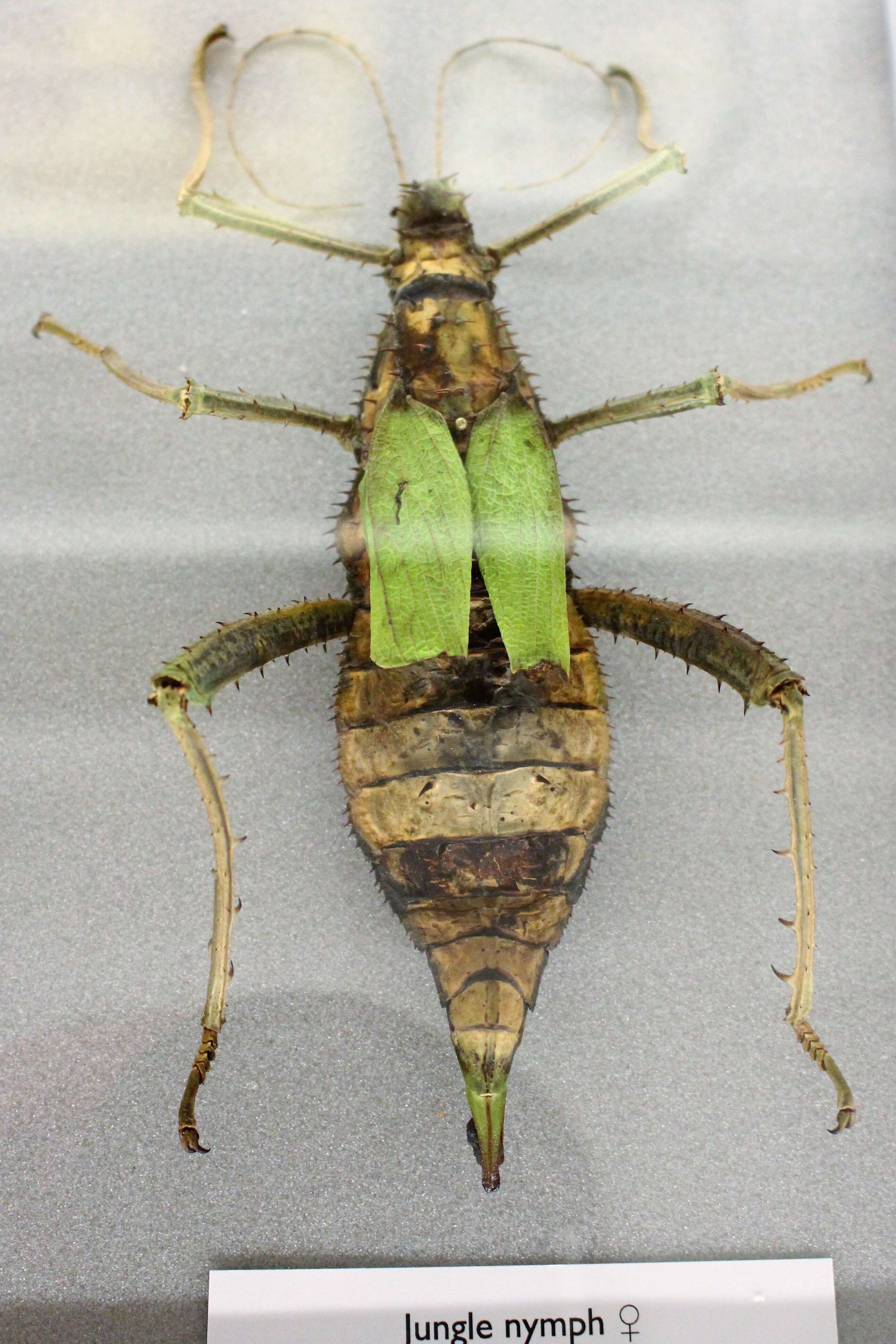 Image of Heteropteryx