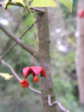 Image of Siberian Spindle