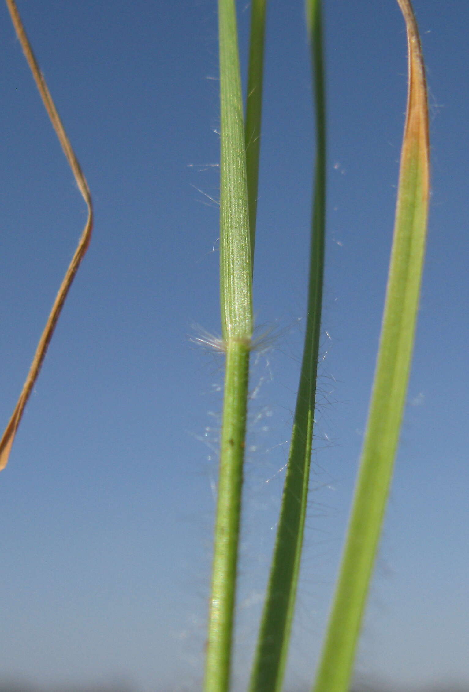 صورة Rytidosperma caespitosum (Gaudich.) Connor & Edgar