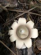 Image of Geastrum saccatum