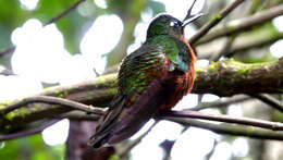 Image of Chestnut-breasted Coronet