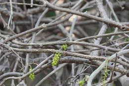 Image of Tinospora cordifolia (Willd.) Miers