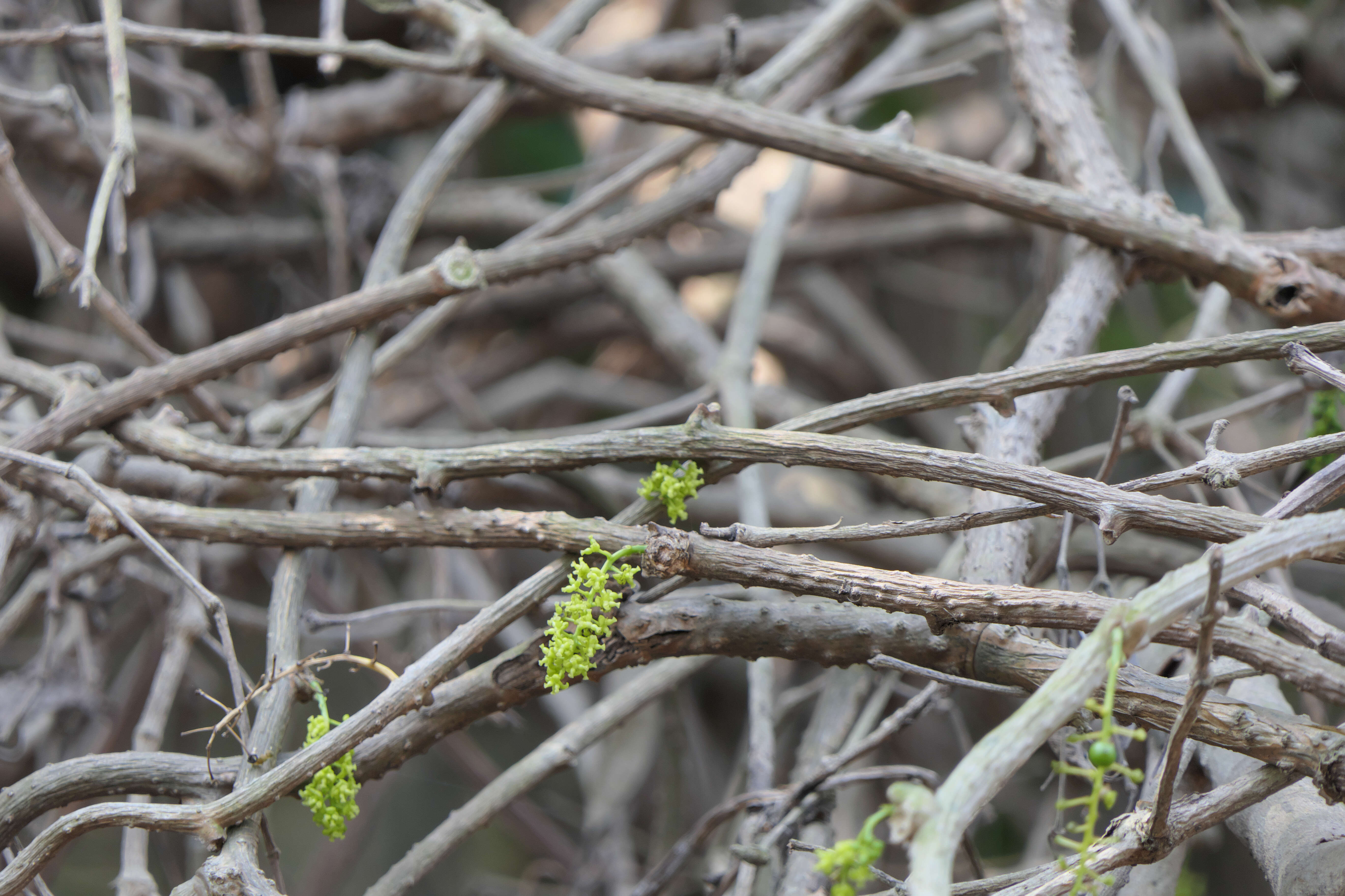 Image of Tinospora cordifolia (Willd.) Miers