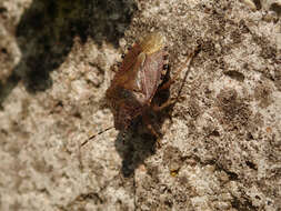 Image of sloe bug