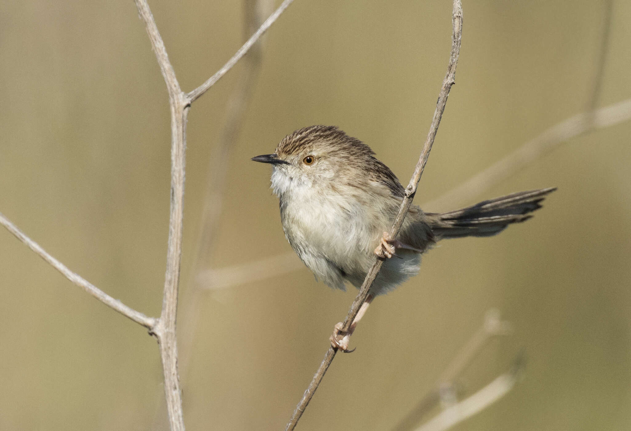 Image of Graceful Prinia