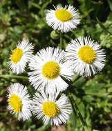 Image of Philadelphia fleabane