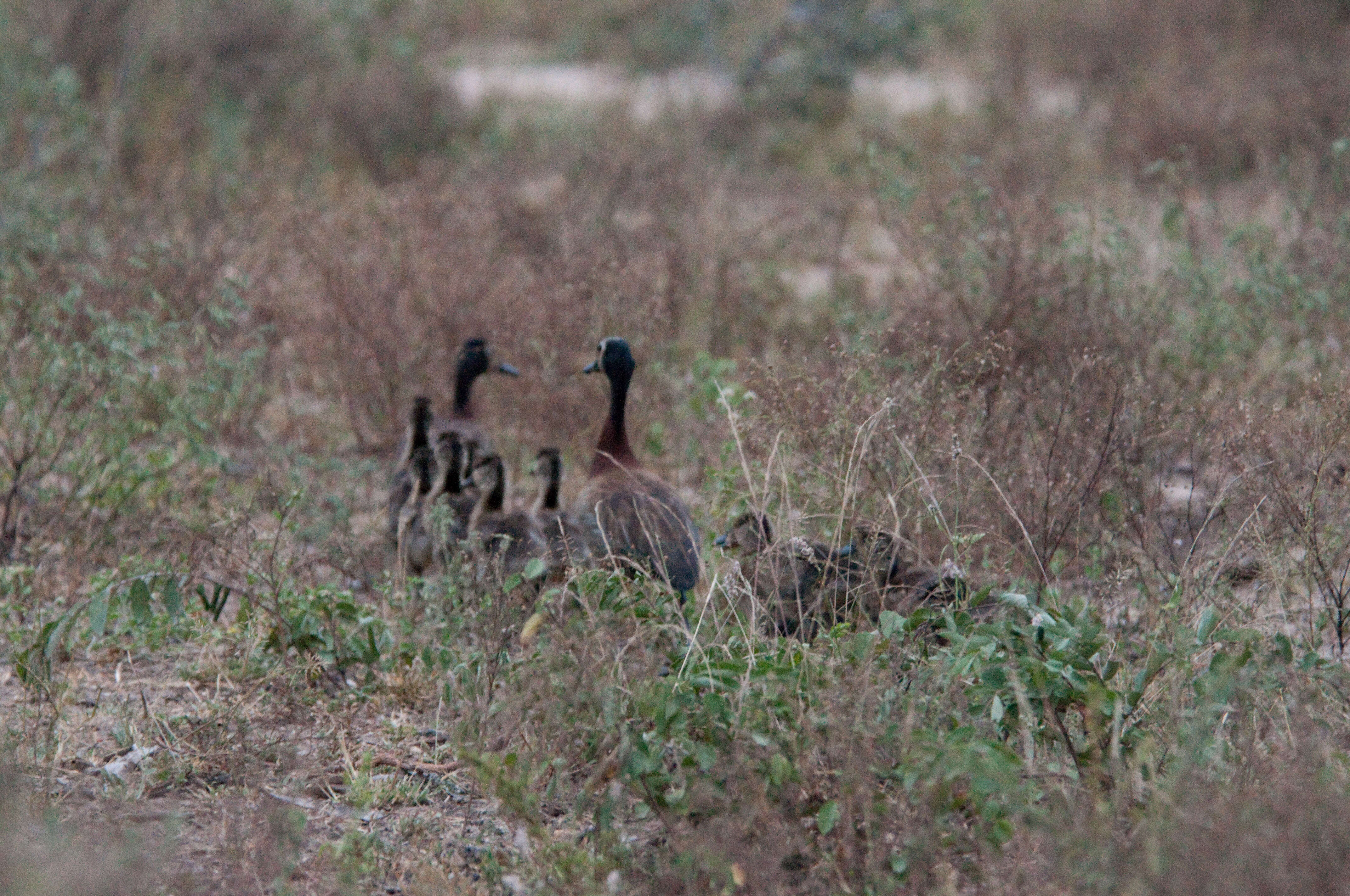 Image of White-faced Whistling Duck