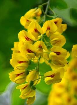 Image of Common Laburnum