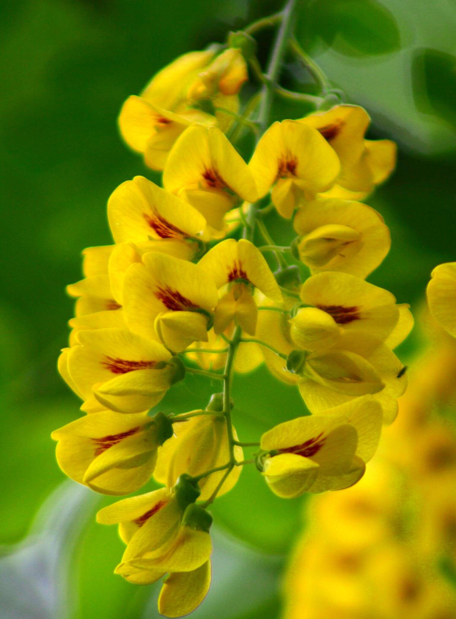 Image of Common Laburnum