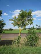 Image of Common spindle tree