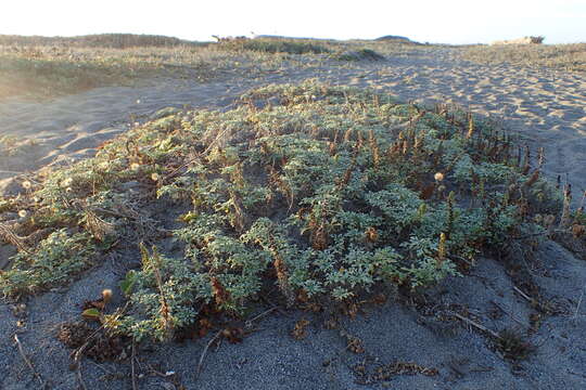 Image of silver bur ragweed