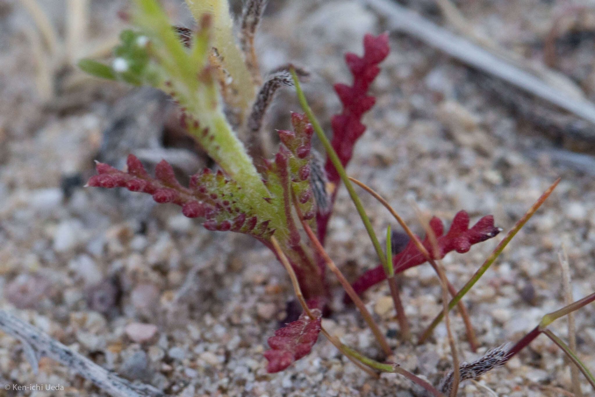 Image of Nevada gilia