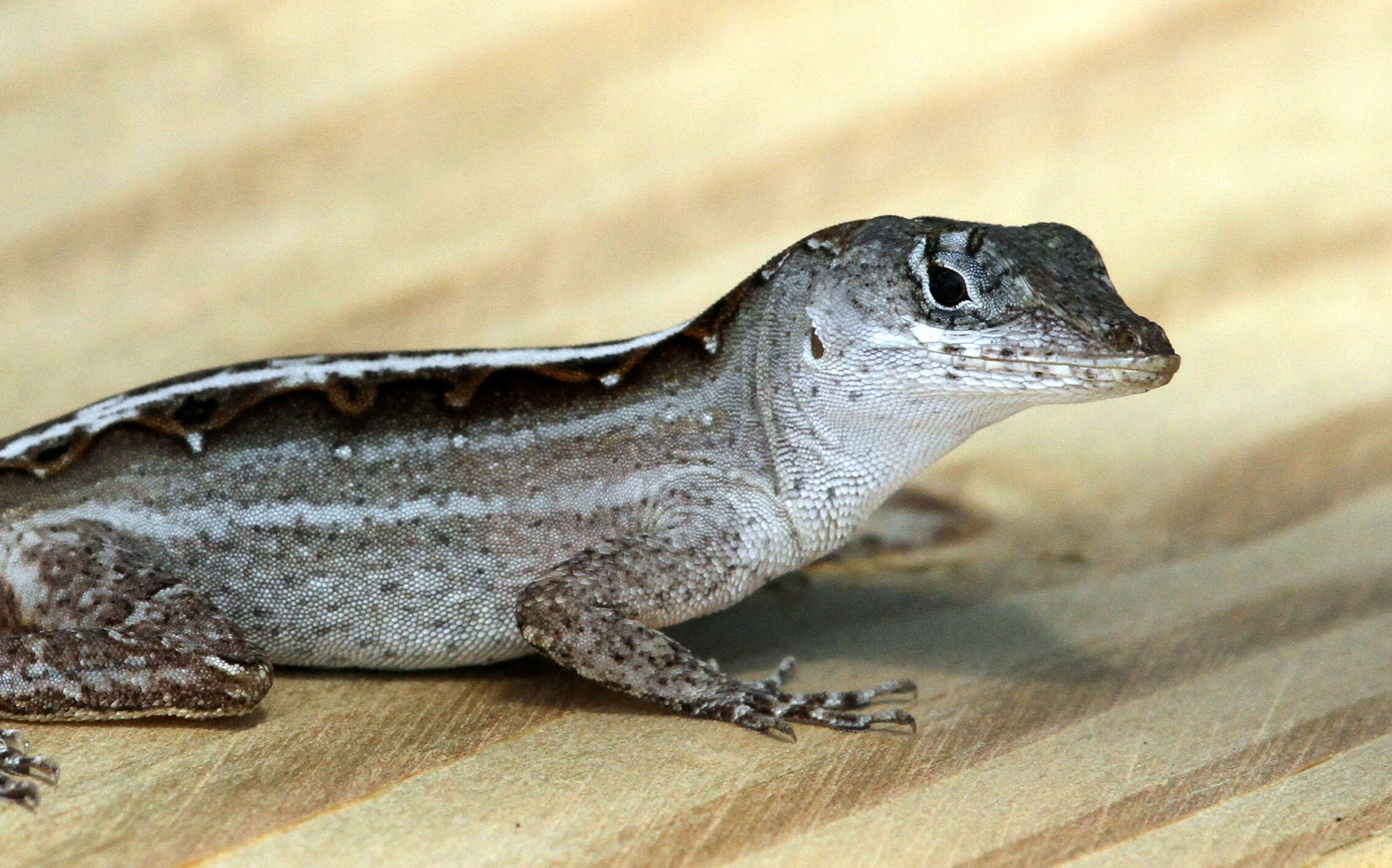 Image of Bahaman brown anole