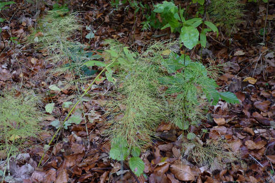 Imagem de Equisetum sylvaticum L.