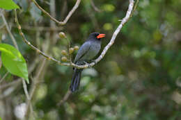 Image of Black-fronted Nunbird