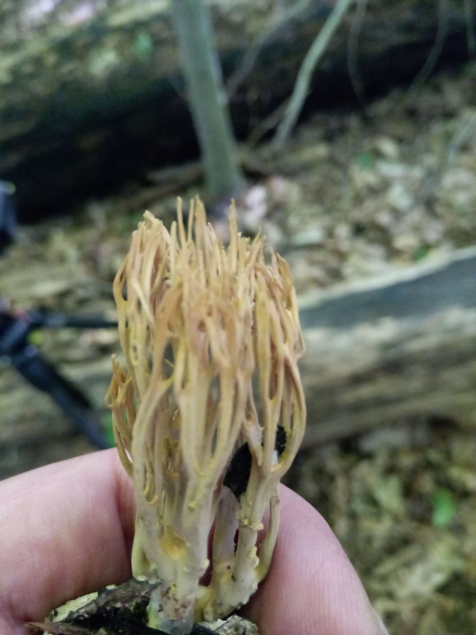 Слика од Ramaria stricta (Pers.) Quél. 1888