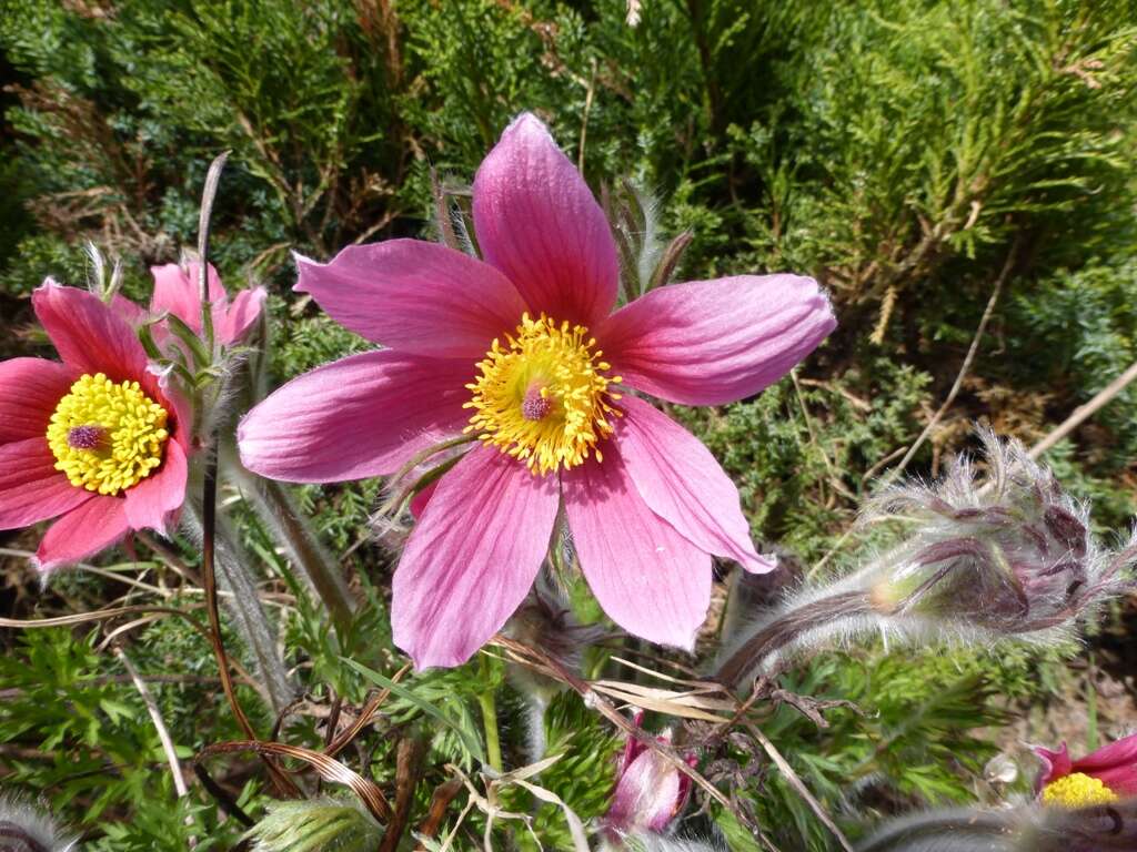 Image of Eastern Pasque Flower